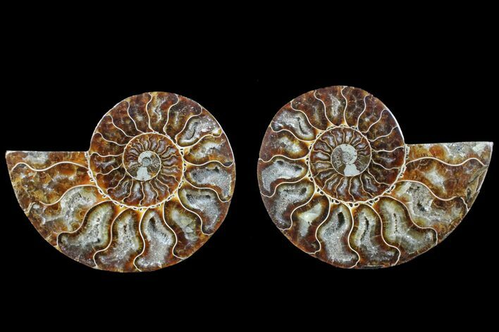 Agate Replaced Ammonite Fossil - Madagascar #166754